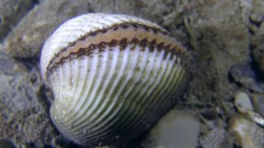 Deniz dibinin üzerinde Ark midye (Anadara inaequivalvis).