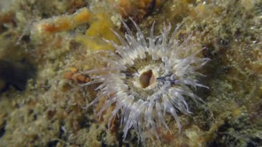 Deniz anemone deniz dibinin üzerinde.