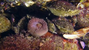 Beadlet anemon (Actinia equina) yavaş yavaş onun tentacles çizer.