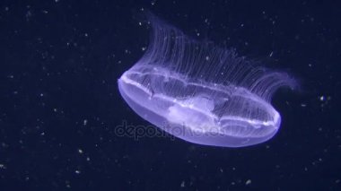 Ortak denizanası yavaş yavaş karanlık bir arka plan üzerinde yüzüyor.