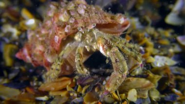 Küçük Yalnızcıl Yengeç (Diyojen pugilator).