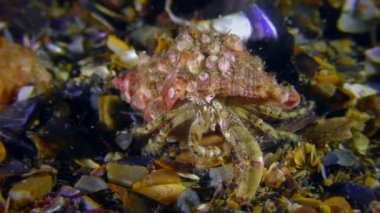 Küçük Yalnızcıl Yengeç (Diyojen pugilator).