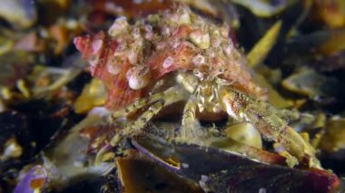 Küçük pavurya, yavaş yavaş dışarı çerçeve tarar.