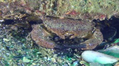 Erkek Jaguar yuvarlak Yengeç gizler içinde bir yuva altında bir taş yakın çekim.