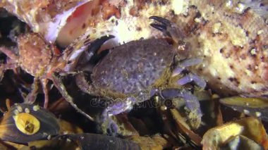 Yengeçler yiyor ölü balık yuvarlak birkaç Jaguar.