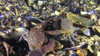 Jaguar çoğaltılması yuvarlak Yengeç.