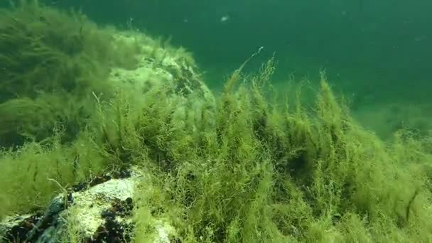 Algas verdes (Cladophora sp. .) — Vídeo de Stock