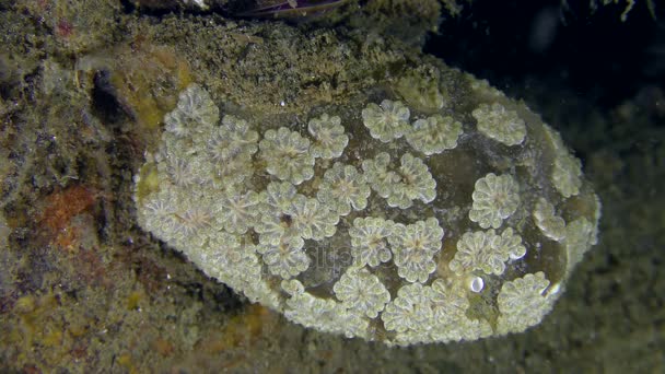 Delicate silhouette of the colonial ascidian Golden Star Tunicate — Stock Video