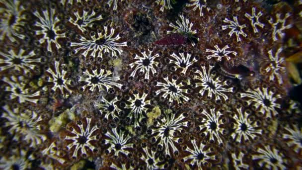 The starry surface of the colonial Golden Star Ascidia. — Stock Video