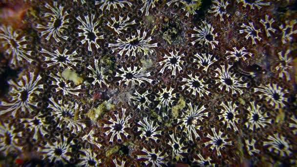 The starry surface of the colonial Golden Star Tunicate — Stock Video