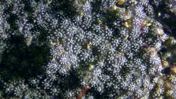 General view of the colony Golden Star Tunicate — Stock Video