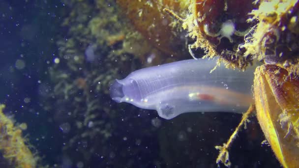 Squirt translúcido del Mar Amarillo . — Vídeo de stock