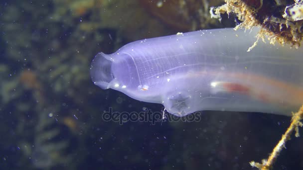 Gula havet spruta (Ciona intestinalis) — Stockvideo