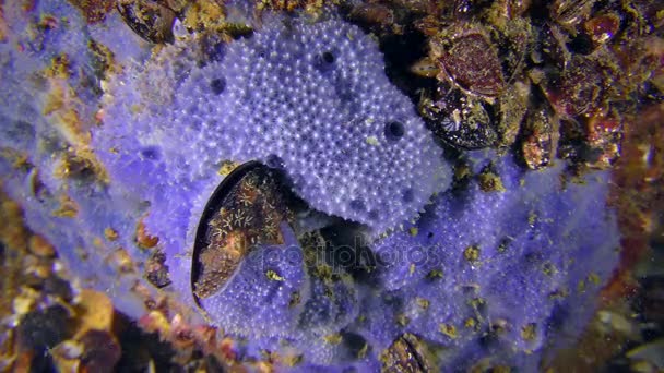 Růžová houba (Disidea sp.) na mořském dně. — Stock video