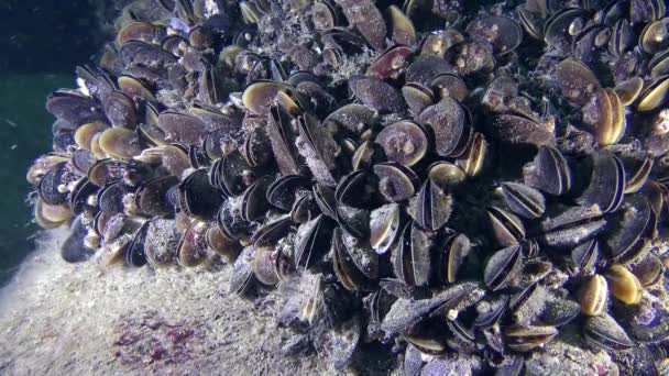 Koloni av musslor (Mytilus sp.) på stenen. — Stockvideo