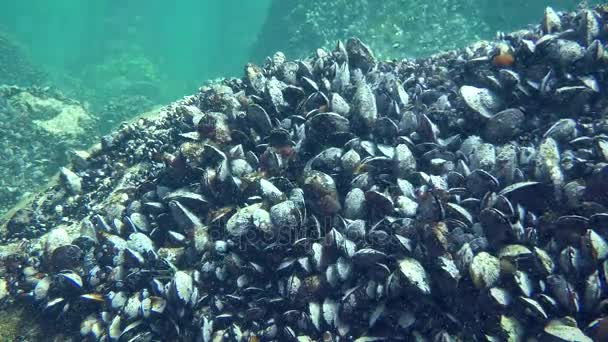 Muschelbesiedlung (mytilus sp.) auf den Küstenfelsen. — Stockvideo