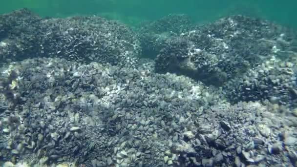 Felsen im flachen Wasser mit Muscheln bedeckt (mytilus sp.). — Stockvideo