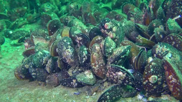 Afwikkeling van mosselen (Mytilus sp.) op de zeebodem. — Stockvideo