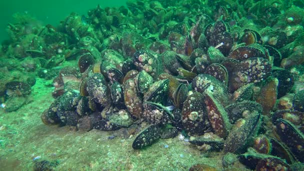 Muschelbesiedlung (mytilus sp.) auf dem Meeresboden. — Stockvideo