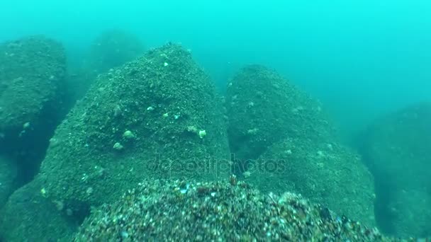 La caméra se déplace sur les pierres couvertes de moules (Mytilus sp. .). — Video