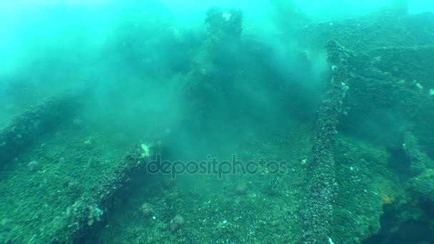 Reproducción de mejillones (Mytilus sp. ), Los huevos y los espermatozoides forman una nube sobre la parte inferior . — Vídeo de stock