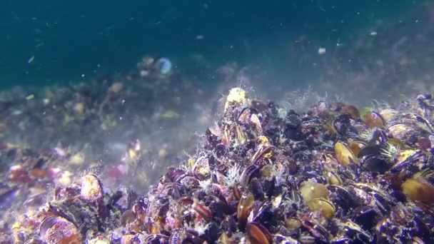 Reproductie van Mossel (Mytilus sp.), weekdieren afscheiden eieren en sperma. — Stockvideo