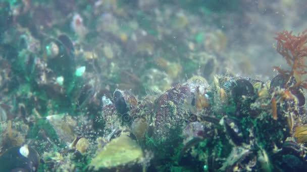 Fortpflanzung von Muscheln (mytilus sp. ) bilden Eizellen und Spermien eine Wolke über dem Boden. — Stockvideo