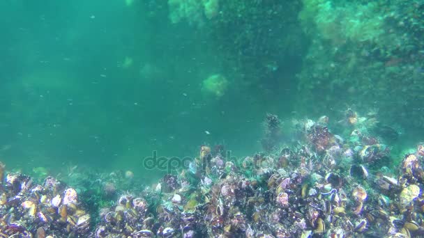 Fortpflanzung von Muscheln (mytilus sp. ) bilden Eizellen und Spermien eine Wolke über dem Boden. — Stockvideo