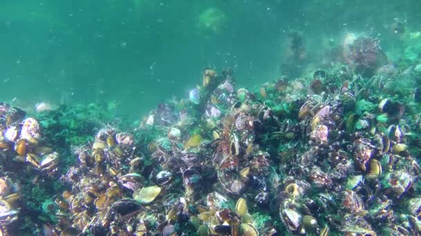 Fortpflanzung von Muscheln (mytilus sp. ), Weichtiere scheiden Eizellen und Spermien aus. — Stockvideo