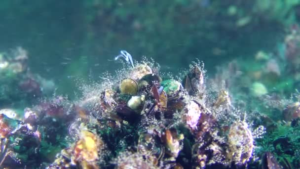 Reproduction of Mussel (Mytilus sp.), Mollusks secrete eggs and sperm. — Stock Video