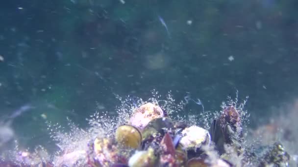 Воспроизведение мидии (Mytilus sp. ), моллюски выделяют яйца и сперму . — стоковое видео