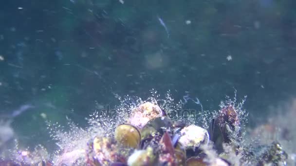 Fortpflanzung von Muscheln (mytilus sp. ), Weichtiere scheiden Eizellen und Spermien aus. — Stockvideo