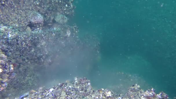 Fortpflanzung von Muscheln (mytilus sp. ) bilden Eizellen und Spermien eine Wolke über dem Boden. — Stockvideo