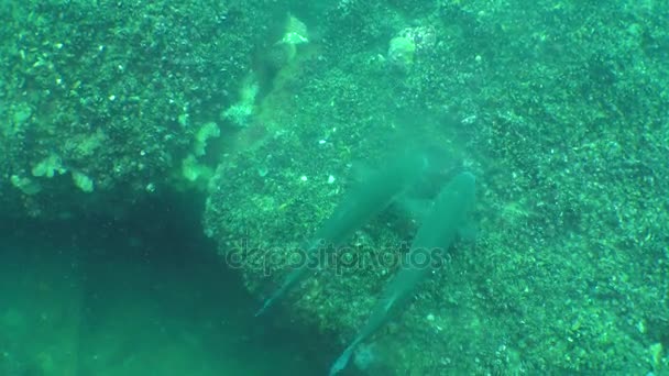 Fortpflanzung von Muscheln (mytilus sp. ), Eier und Samen von Weichtieren locken Fische an. — Stockvideo