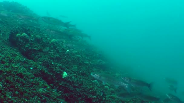 Un troupeau de poissons mulet gris doré (Liza aurata ). — Video