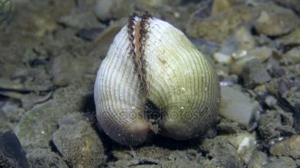 Archenmuschel (anadara inaequivalvis) auf dem Meeresboden. — Stockvideo