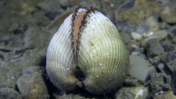 Almeja de Arca (Anadara inaequivalvis) en el fondo del mar . — Vídeo de stock