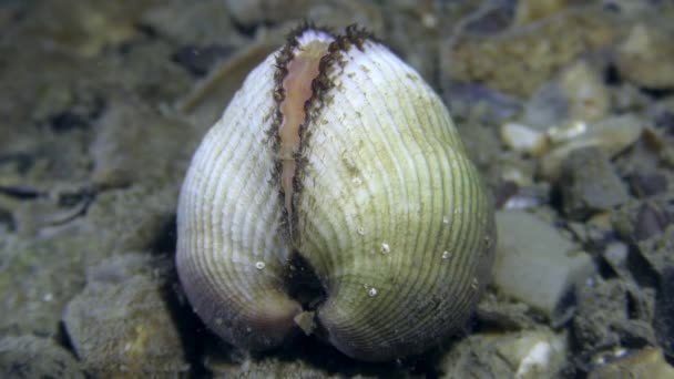 Clam Ark (Anadara inaequivalvis) na dnie morza. — Wideo stockowe