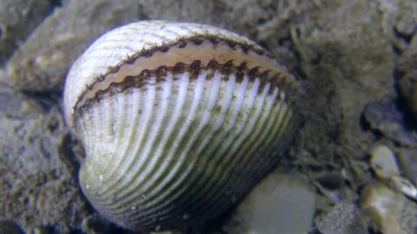 Ковчег молюск (Anadara inaequivalvis) по дну моря. — стокове відео