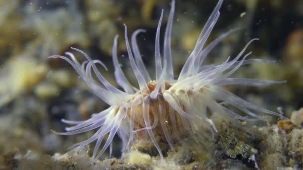 Anemone marino sul fondo del mare . — Video Stock