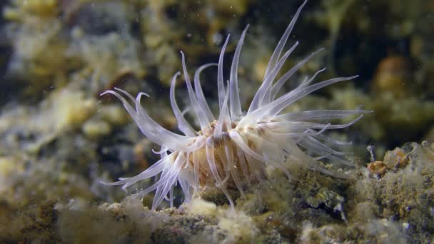 Actinia en el fondo del mar, vista lateral . — Vídeo de stock