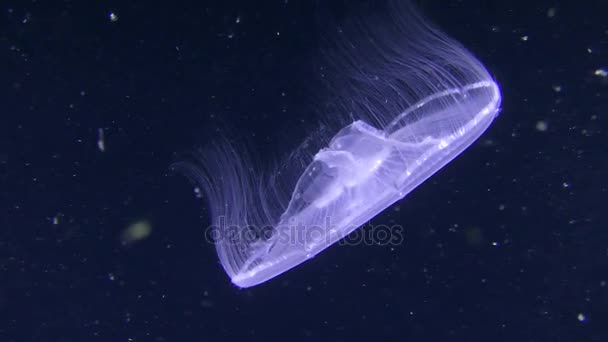Medusas comunes nadan lentamente sobre un fondo oscuro . — Vídeo de stock