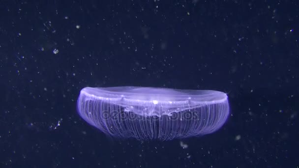 Common jellyfish (Aurelia aurita). — Stock Video