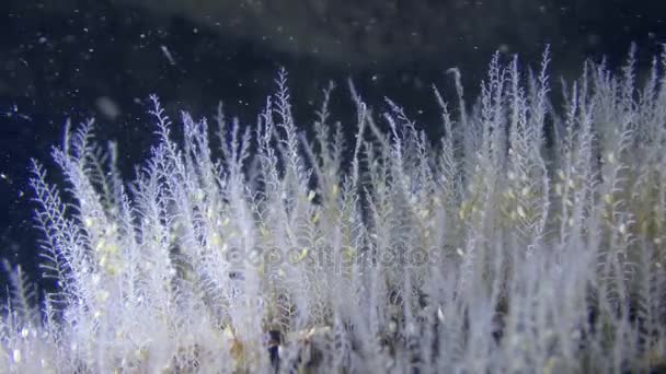 The branches of the Bell Hydroid oscillate by underwater stream. — Stock Video