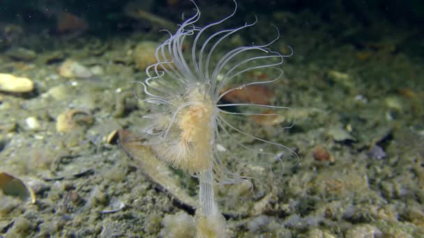 Hydroid başını sallayarak zarif bir deniz anemone gibi görünüyor. — Stok video
