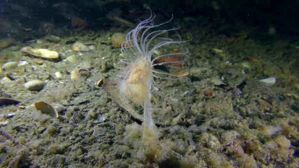Nodding Hydroid slowly sway current on the seabed. — Stock Video