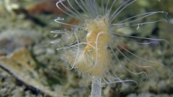 Tentacules de hochement de tête Hydroïde qui coule lentement par le courant . — Video