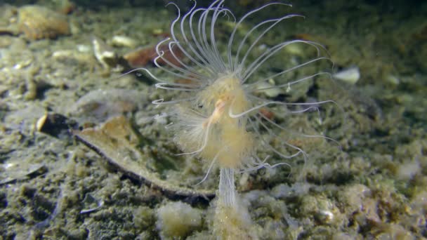 Nickende Hydroide (Corymorpha nutans)). — Stockvideo