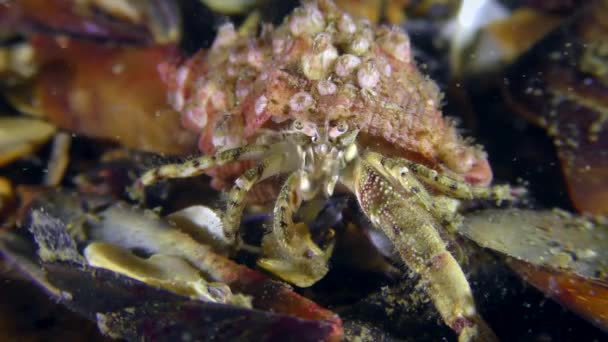 Small hermit crab (Diogenes pugilator). — Stock Video