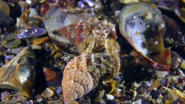 Reproduction of Small hermit crab. — Stock Video